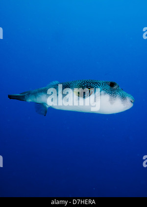 Whitespotted Kugelfisch (Arothron Hispidus) Stockfoto