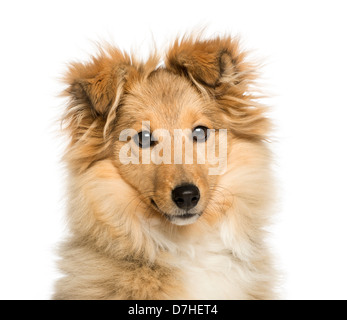 Nahaufnahme der Border-Collie, Blick in die Kamera vor weißem Hintergrund Stockfoto