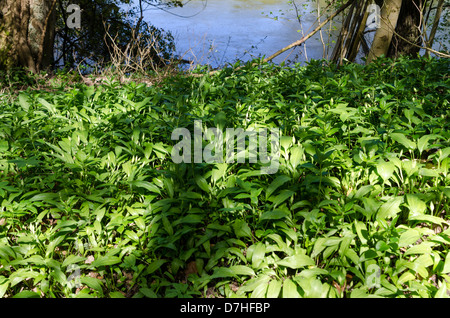 Bärlauch-Pflanzen, die wachsen an den Ufern des Flusses Severn in der Nähe von Arley in Worcestershire Stockfoto