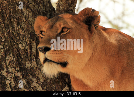 Porträt von einer Löwin (Panthera Leo) in einem Baum, Serengeti, Tansania Stockfoto