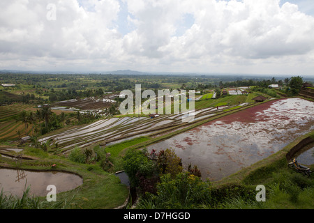 Reisanbau in Bali, Indonesien Stockfoto