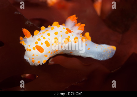 Eine orange Clown Nacktschnecken kriecht über einige Rotalgen während der Fütterung. Schuss in das kalte Wasser der kalifornischen Kanalinseln. Stockfoto