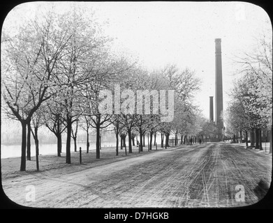 Dieses Bild zeigt die Acer Platanoides (norwegischer Ahorn) vor einem Gebäude. Der Baum ist eine häufige Art in der städtischen Landschaftsgestaltung, bekannt für seine breiten Blätter und seine leuchtende Herbstfarbe. Stockfoto