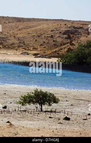 Mangrove Bay in Ras Mohamed Nationalpark, Ägypten. Stockfoto