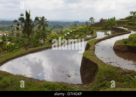 Reisanbau in Bali, Indonesien Stockfoto