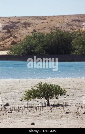 Mangrove Bay in Ras Mohamed Nationalpark, Ägypten. Stockfoto