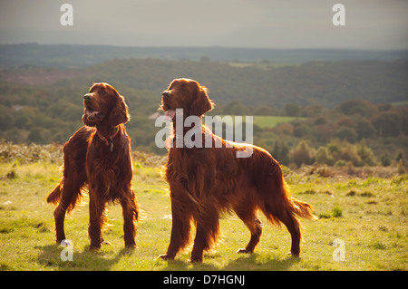 Zwei Red Setter auf Caerphilly Berg in einem Flecken des goldenen Sonnenlicht mit dunklen Wolken in der Ferne. Stockfoto