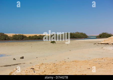 Mangrove Bay in Ras Mohamed Nationalpark, Ägypten. Stockfoto