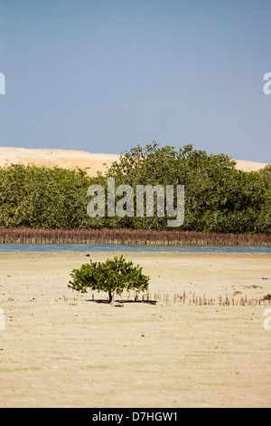 Mangrove Bay in Ras Mohamed Nationalpark, Ägypten. Stockfoto