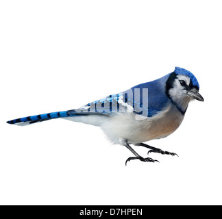 Blue Jay (Cyanocitta Cristata), auf weißem Hintergrund Stockfoto