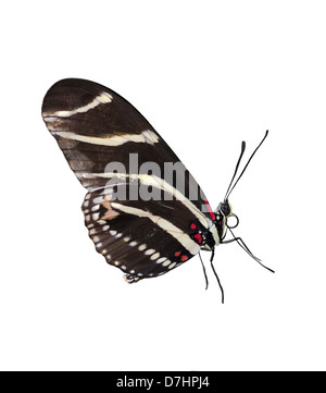 Zebra Longwing (Heliconius Charitonius) Schmetterling auf weißem Hintergrund Stockfoto