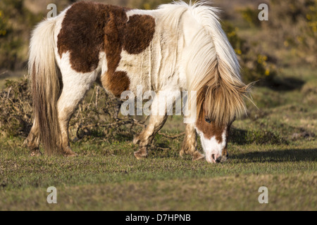 New Forest einheimische Rasse braune und weiße Skewbal Pony Weiden im warmen Abendlicht Stockfoto