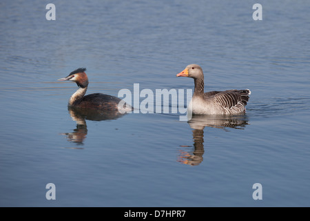 Great Crested Grebe und Graugans Stockfoto