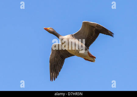 Graugans, auch bekannt als Graylag, im Flug Stockfoto