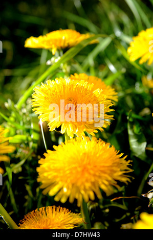 Goldgelb Löwenzahn Blumen oder Unkräuter Wissenschaftlicher Name der Gattung Taraxacum Stockfoto