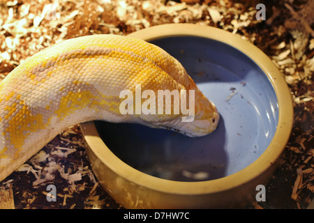 Eine Gefangenen Python Schlange Trinkwasser aus einer Schale. Stockfoto