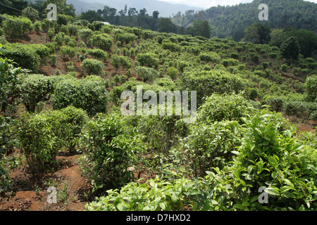 Teepflanzen auf Doi Wawi im Bezirk Mae Suai. Provinz Chiang Rai, Thailand Stockfoto