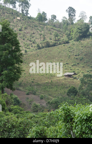 Teepflanzen auf Doi Wawi im Bezirk Mae Suai. Provinz Chiang Rai, Thailand Stockfoto