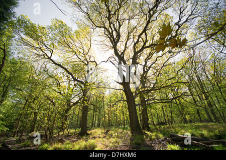 OXFORDSHIRE, VEREINIGTES KÖNIGREICH. Ein Blick auf Wytham große Holz in der Nähe von Oxford. 2013. Stockfoto