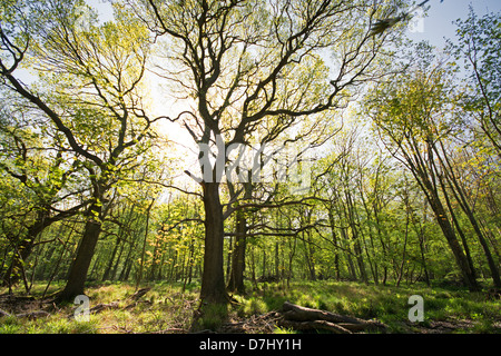 OXFORDSHIRE, VEREINIGTES KÖNIGREICH. Bäume gegen Frühlingssonne in Wytham große Holz in der Nähe von Oxford. 2013. Stockfoto