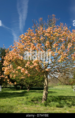 Acer Pseudoplatanus Brilliantissimum. Bergahorn Brilliantissimum RHS Wisley Gardens, Surrey, England Stockfoto