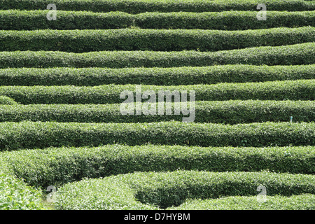 Teepflanzen auf Doi Wawi im Bezirk Mae Suai. Provinz Chiang Rai, Thailand Stockfoto