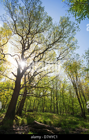 OXFORDSHIRE, VEREINIGTES KÖNIGREICH. Frühling Sonne im Wytham große Holz in der Nähe von Oxford. 2013. Stockfoto