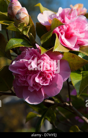 Kamelie Flowerheads, Camellia Japonica, Theaceae, in voller Blüte, sonnig, selektiven Fokus Stockfoto