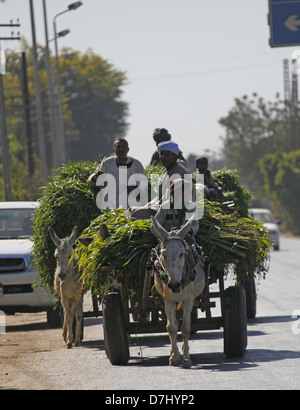 WEIßE Esel & Wagen tragen Rasen in der Nähe von Assuan Ägypten 11. Januar 2013 Stockfoto