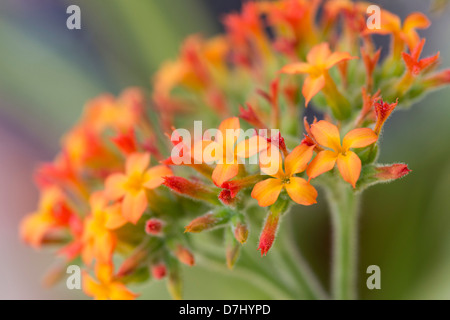 Kalanchoe Lateritia Blumen Stockfoto