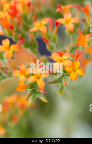 Kalanchoe Lateritia Blumen Stockfoto