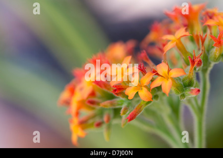 Kalanchoe Lateritia Blumen Stockfoto