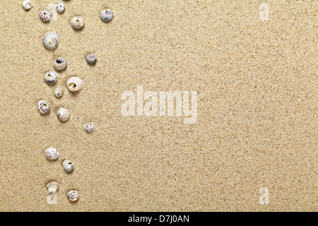 Sea shells on sand background. Summer beach concept with copy space. Top view Stockfoto