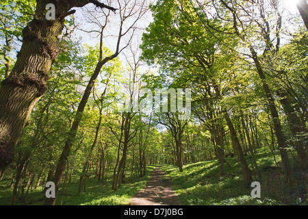 OXFORDSHIRE, VEREINIGTES KÖNIGREICH. Ein Pfad durch Wytham großen Wald in der Nähe von Oxford. 2013. Stockfoto