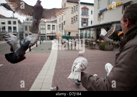 Füttern von Tauben in Dordrecht, Holland Stockfoto