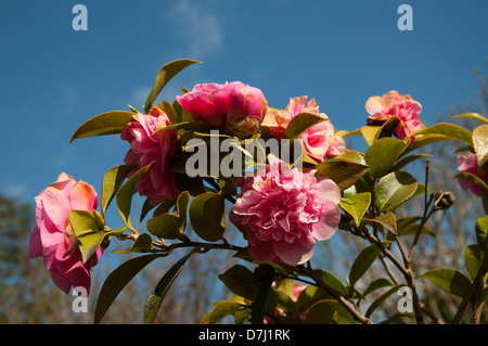 Kamelie Flowerheads, Camellia Japonica, Theaceae, in voller Blüte, sonnig, blauer Himmelshintergrund Stockfoto