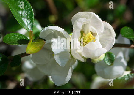 Weiße Blüte auf einer Pflanze japanische Quitte (Chaenomeles Japonica). 2013. Stockfoto