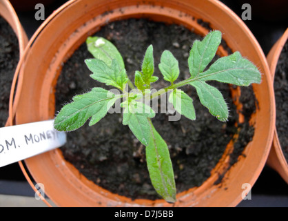 Sämling, kleine Tomaten Pflanzen - gewachsenen Pflanzen heraus - diese Sorte ist Moneymaker Stockfoto