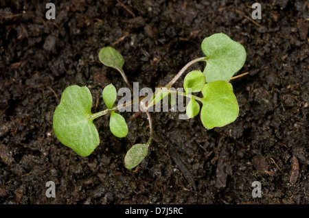 Behaarte Schaumkraut, Cardamine Hirsuta, Sämling mit zwei frühen Laubblätter und Keimblätter Stockfoto