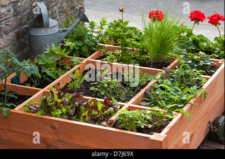 Quadratfuß Gartenarbeit durch das Einpflanzen von Blumen, Kräutern und Gemüse in Holzkiste auf Balkon Stockfoto