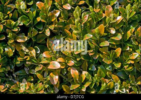 Box, Rost, Puccia Buxi, Pusteln auf der oberen Fläche des erkrankten Parterres hedge-Blätter Stockfoto