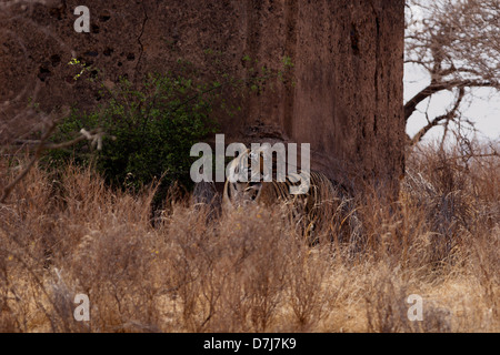 Tiger des Ranthambhore National Park, Rajatshan, Indien Stockfoto