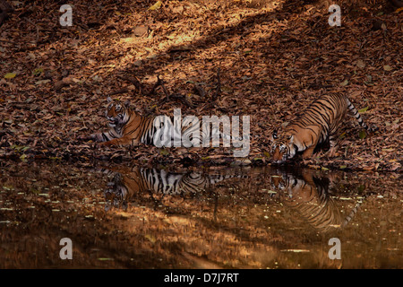 Tiger des Ranthambhore National Park, Rajatshan, Indien Stockfoto