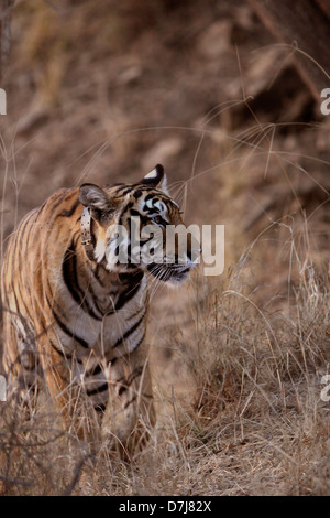 Tiger des Ranthambhore National Park, Rajatshan, Indien Stockfoto