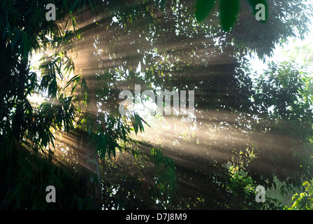 Sonnenstrahlen, die durch Blätter morgens piercing Stockfoto
