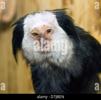 Bild von einem kleinen Säugetieren Marmoset Geoffroy Stockfoto