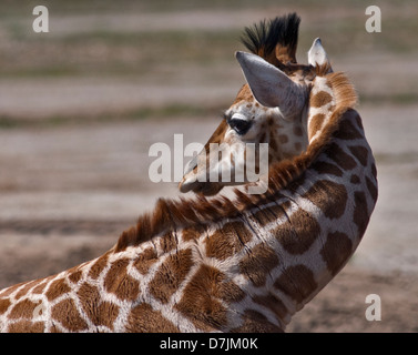 Giraffe (Giraffa Camelopardarlis) Kalb Stockfoto