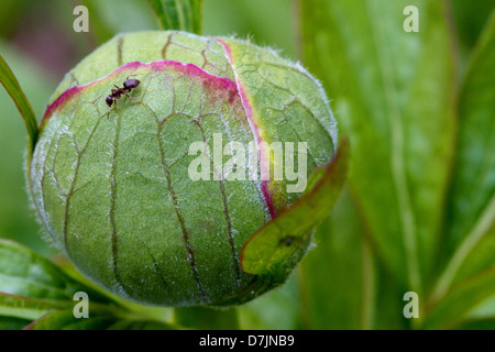 Ameise, die zu Fuß über eine ungeöffnete Pfingstrose Blütenknospe Stockfoto