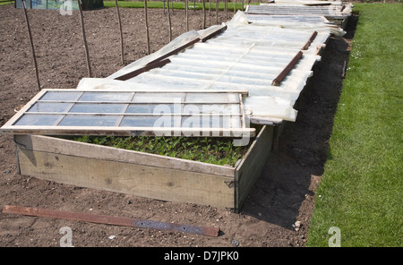 Pflanzen im Frühbeet in Helmingham Hall Gardens, Suffolk, England Stockfoto