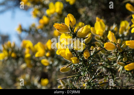 Ganz oben auf die Chevin der gelbe Ginster Blumen bringen einen Hauch von Farbe Stockfoto